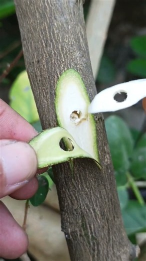 Replacing thorns with active buds🌳🌳 #fruitfarming #plantations #grafting