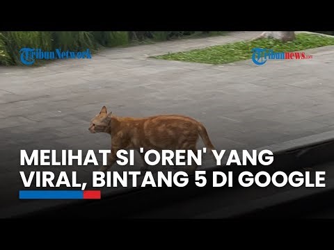 Melihat si 'Oren' yang Viral, Kini Bintang 5 di Google