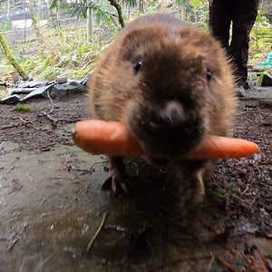 Happy beavday Maple! The Branch (and Carrot) Manager is 9 today | Oregon Zoo