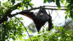 Large flying fox (Pteropus vampyrus), also known as large fruit bat or kalang