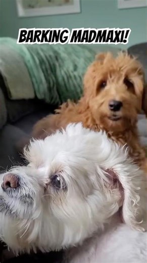 Let’s bark! #barkingdogs #shihpoo #cockapoo #dogbark #fundogs #dogslife #barkingbliss #adorabledogs