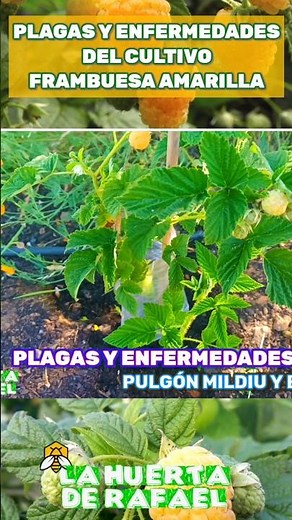 Pests and diseases of the Yellow Raspberry [Rubus idaeus Golden Bliss] crop