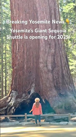 Mariposa Grove Shuttle Service 2025 - Yosemite National Park