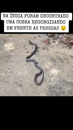 Na Índia foram encontrado cobras regorgisando em frente as pessoas INÉDITO 😮#कोबरा #змеи #zmei #snake #tiktok_india #fy #eat #viral #eating #fypシ゚viral #питон #ПИТОН