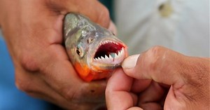 Footage Of Piranhas Feeding On Fresh Meat Is Scary And Fascinating At The Same Time - ScoopWhoop