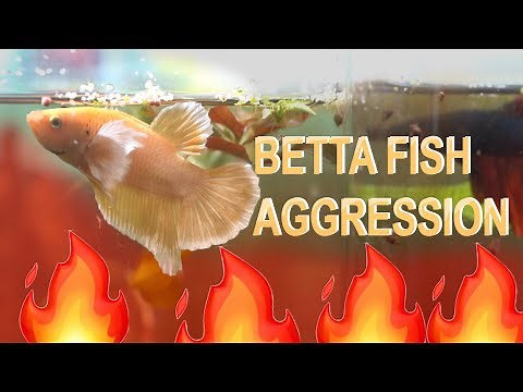 BETTA FISH AGGRESSIVE BEHAVIOR!!!