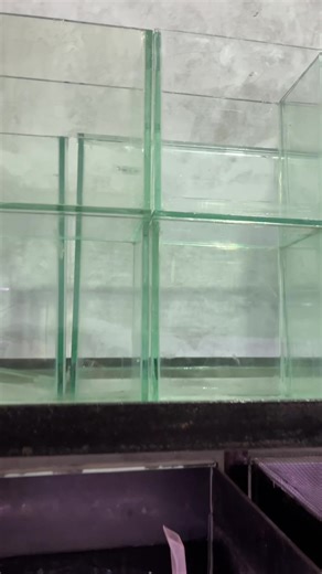 Yang minat aquarium nya wa aja bosqu 😁👌#fyppppppppppppppppppppppp #fyp #foryoupage #ikanhiaspadang
