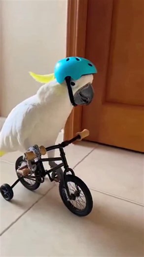 Tinny Word on Instagram: "“Tinny the Funny Santa Just Riding His Bike at Home 😂🎅🦜” #birdtok #talkingparrot #usapets #PetReels #canadapets #ukpets #animallovers"