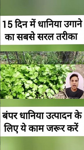 कैसे होती है धनिया की खेती पूरी जानकारी, धनिया का बंपर पैदावार, dhaniya ki kheti kaise karen