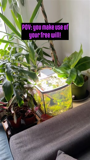 POV: you make use of your free will #plants #aquarium #terrarium