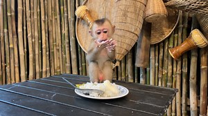 Adorable Baby Tav Tav Eating Yummy Streamed Rice | Monkey TavTav