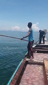Profession of sea jellyfish racket | Ship Time