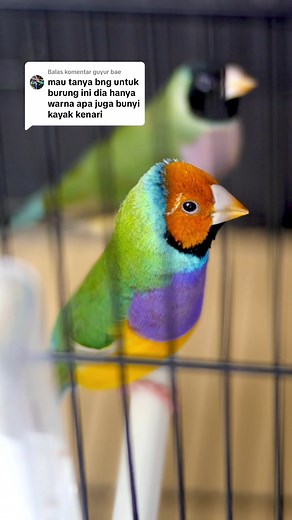 Suara Burung Gouldian Finch dan Golden Finch Terbaik
