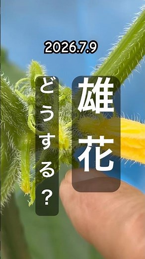 [What should you do with male cucumber flowers?] #cucumbergrowing