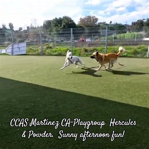 CCAS Martinez CA-Playgroup Hercules & Powder. Sunny afternoon fun!