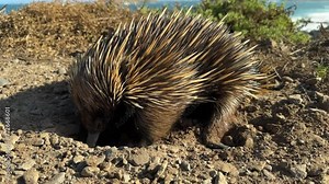 An echidna or spiny anteater digging for and eating ants along the coastline of the Fleurieu Peninsula in South Australia in 4k video footage