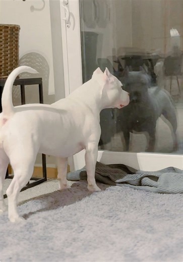 The Sweet Side of American Bullies as Guard Dogs