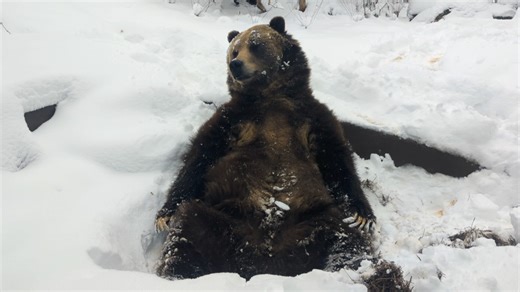 TAKE A LOOK: Grizzly bear at Cheyenne Mountain Zoo celebrates snowstorm