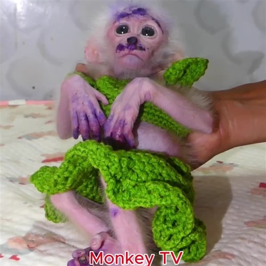 Rescuing an Injured Monkey: A Heartwarming Journey