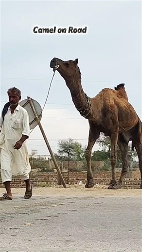 Camel on Road: How to control and handle a Camel | Ship of the Desert #camel #wildcamel #animals