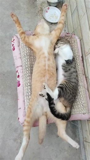 Adorable Sleeping Cats Compilation | Cute Cat Videos