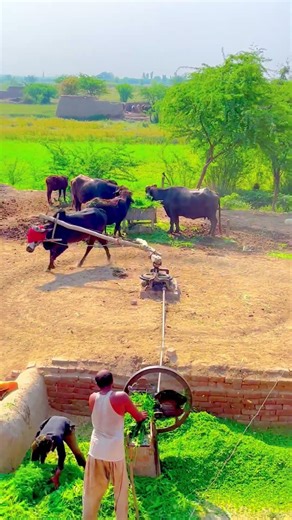 Extreme Power! Bull-Driven Ancient Chaff Cutter in Action #asmr #jcb #cow #cowvideo #tractor #shorts