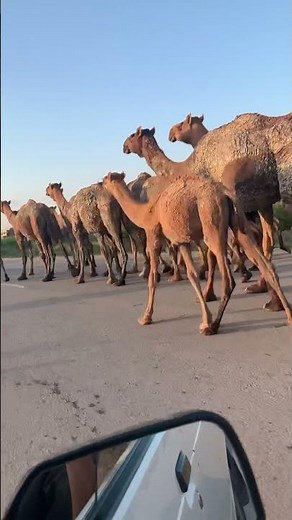 Camels walking along roadside Going for grazing, desert Camels, traditional source of travels.
