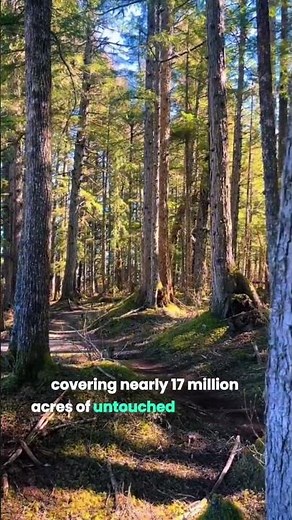 The World’s Largest Temperate Rainforest