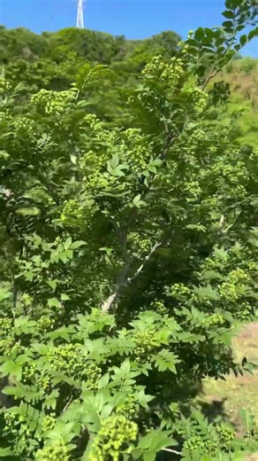 #もうすぐ収穫 #山椒 #森田山椒農園