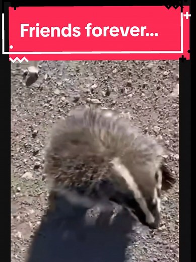 American Badger Encounter with Medical Personnel