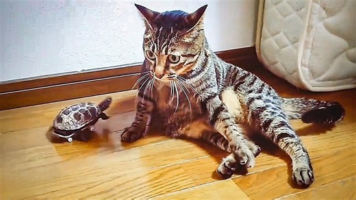 Tiny turtle learns to skateboard after watching his cat best friend