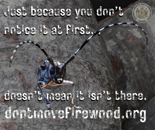 Don’t play “pop goes the beetle” this fall! Forest pests like Asian longhorned beetle can be hidden inside wood until adult beetles emerge weeks to months later. Don’t move #firewood and prevent spreading invasive species that can harm our forests. 🌳 Don't Move Firewood #ALHB #ForestPests #DATCP | Wisconsin Department of Agriculture, Trade and Consumer Protection (DATCP)