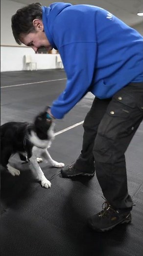 Does Your Puppy GROWL During Play?