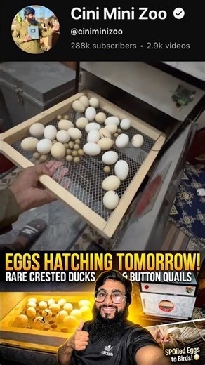 Eggs khrab hogay😲😢cinimini zoo #shorts #viralvideo #shortvideo