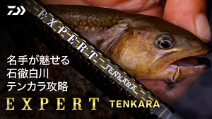【渓流解禁間近！】名手が魅せる石徹白川テンカラ攻略【EXPERT TENKARA】 - DAIWA CHANNEL