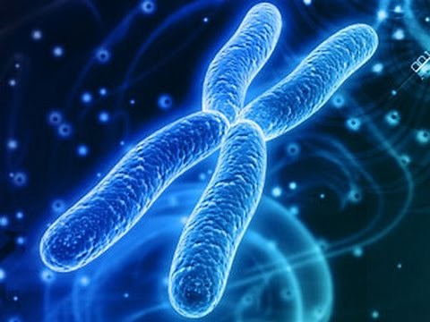 The Second Human Chromosome