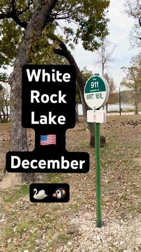 🦢🐧December Nature and Wilife Texas Trailhead Scenery #Nature #Hiking #Trails #USA #Texas #Wildlife