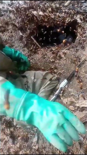 WARNING: Don’t Watch If You’re Sensitive! 😱🐝 #hornet #wasp #bee #shorts