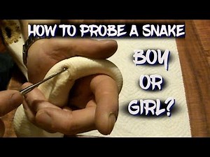 How to Probe a Snake (Boy or Girl?)