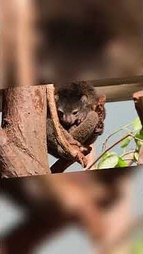 Tierpark Berlin Full Day Walk – Booked €14.50 Online | Europe’s Largest Zoo