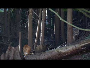 Coyote vs Cat