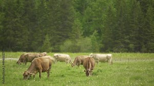 Dairy Brown Swiss herd of cattle grazing in green meadow with pine tree forest in background at daytime, Switzerland