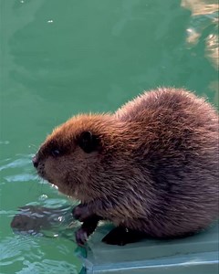 🦫 🪵💧 Did you know? With their two large front teeth, beavers are clearly rodents. In fact, they are the second largest rodent next to the capybara. However, compared to the typical rodents we know, beavers are semi-aquatic. They have webbed feet and scaled tails that allow them to swim, and they can actually hold their breath underwater for up to 15 minutes🦫🪵💧 | Critter Care Wildlife Society