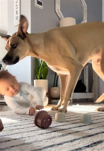 No baby was harmed in the making of this video 😂#fyp#funny#baby#fall#viral