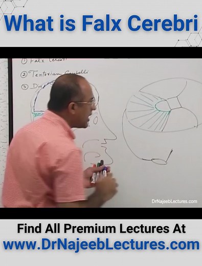 Understanding Falx Cerebri in Medical Education