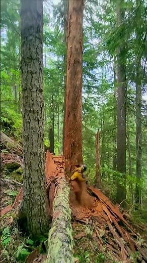 Watch This Giant Tree Fall Down!