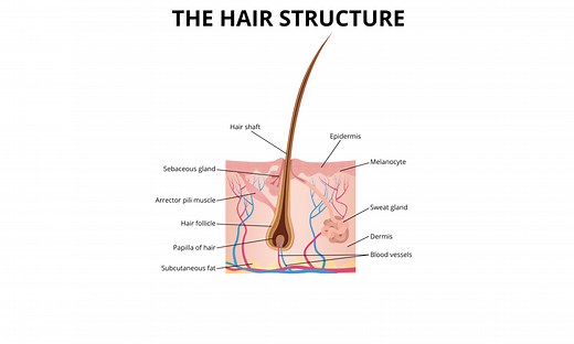 Understanding hair growth cycle & hair growth phases - Cancer Hair Care