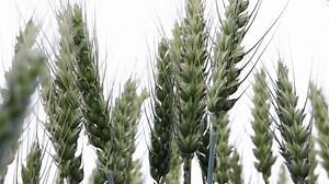 1.3K views · 45 reactions | Farmers in Xayar County of Aksu Prefecture in the Xinjiang Uygur Autonomous Region have adopted high-tech intelligence methods to manage their wheat fields, covering an area of 23,000 hectares, in the crucial watering stage. At the county's wheat growing base, farmers operate a smart water-fertilizer integration system from their cell phones, saving time and energy while improving the wheat's quality and yield. Click the video to find out more. | CGTN | Facebook