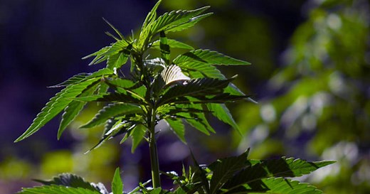 Marijuana in California: How the state's legalization of weed has not destroyed the black market