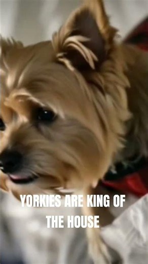 Why Yorkies Are the Best Dogs